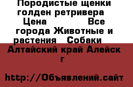 Породистые щенки голден ретривера › Цена ­ 25 000 - Все города Животные и растения » Собаки   . Алтайский край,Алейск г.